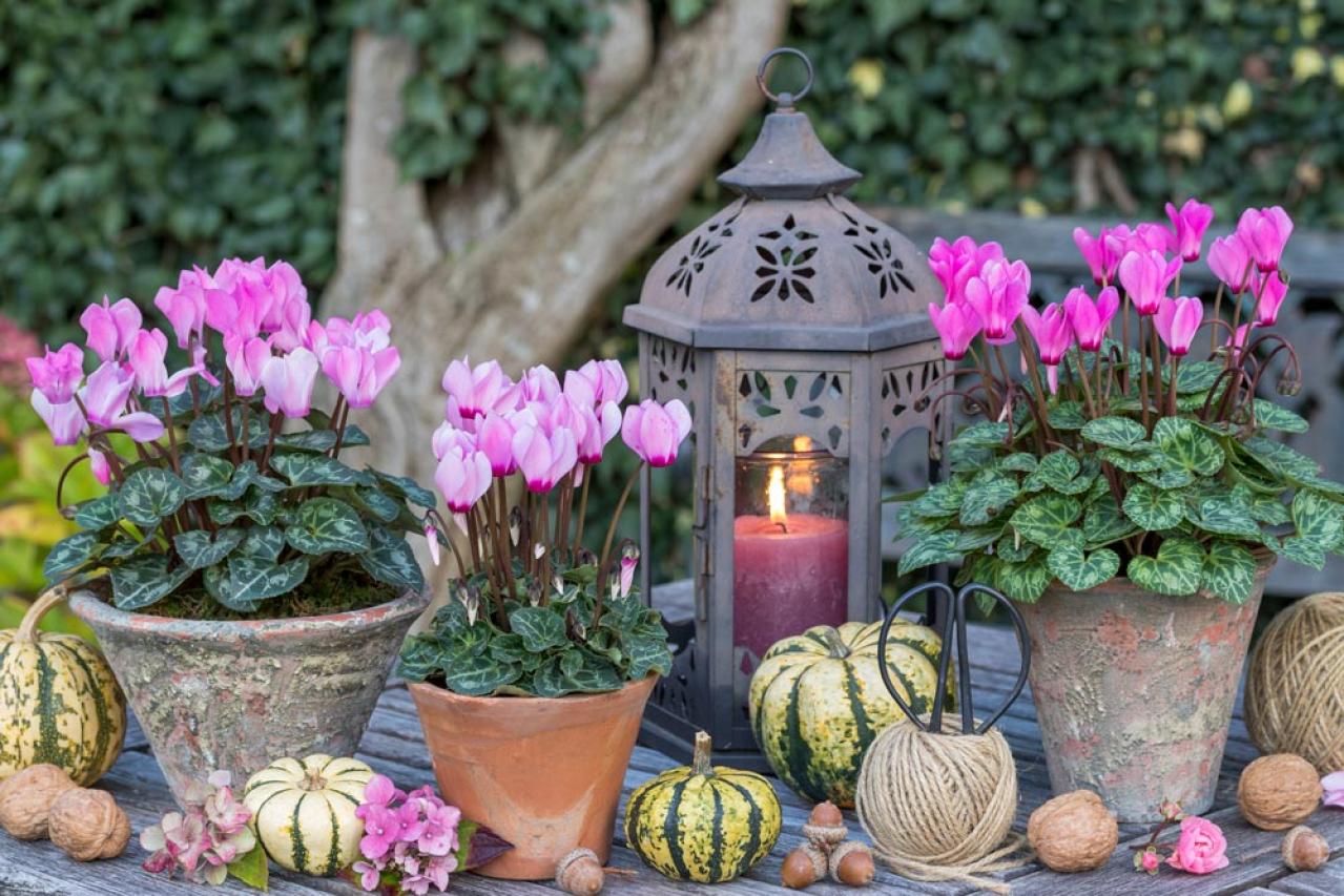 ガーデニング初心者必見！シクラメンの育て方【戸外・室内】と上手な夏越しのコツ（画像2）