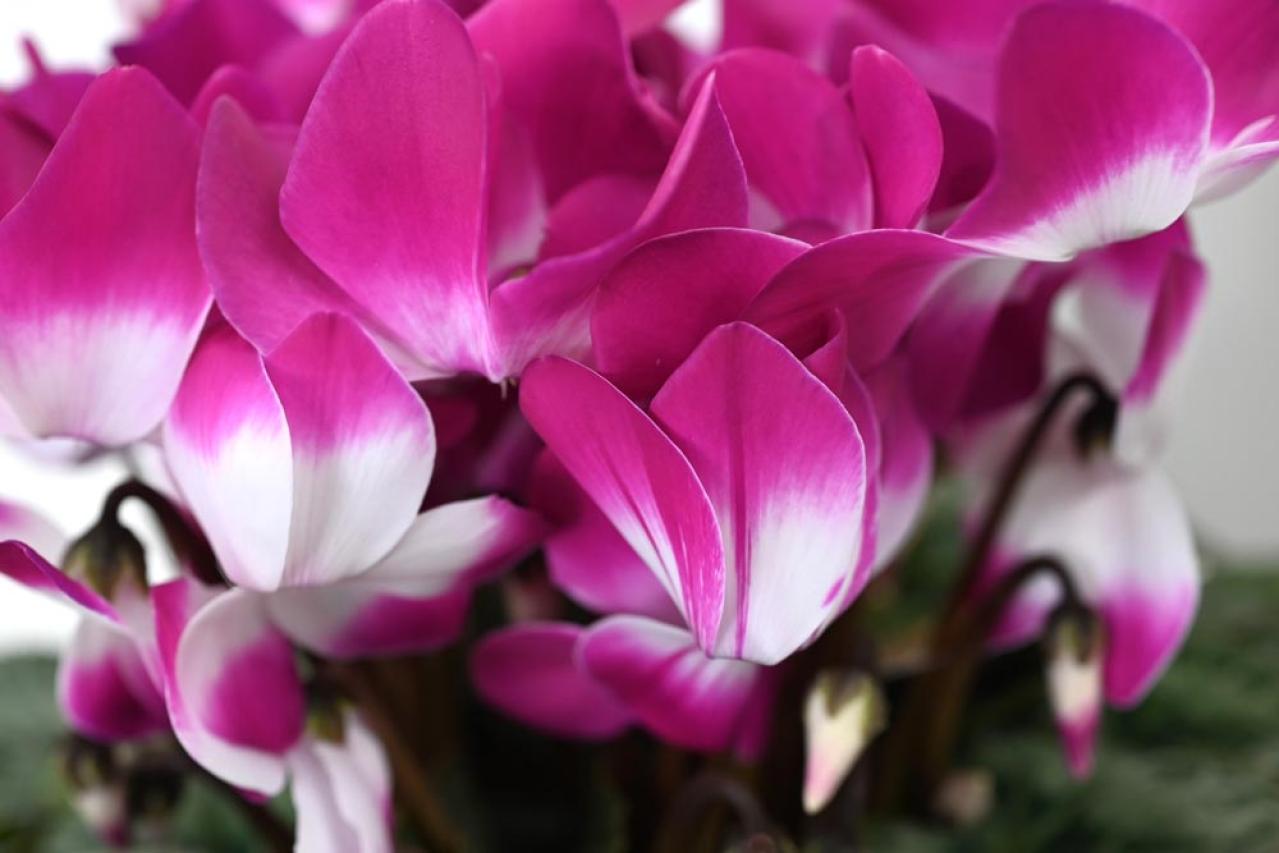 ガーデニング初心者必見！シクラメンの育て方【戸外・室内】と上手な夏越しのコツ（画像4）