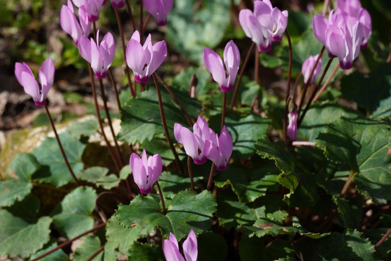 ガーデニング初心者必見！シクラメンの育て方【戸外・室内】と上手な夏越しのコツ（画像10）