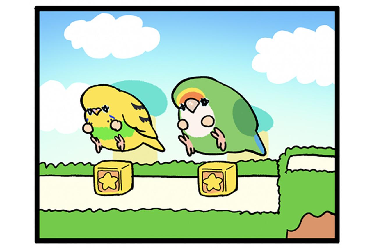 かわいい鳴き声が失われていく…女帝コザクラリスペクトのセキセイインコ【鳥マンガ #192】