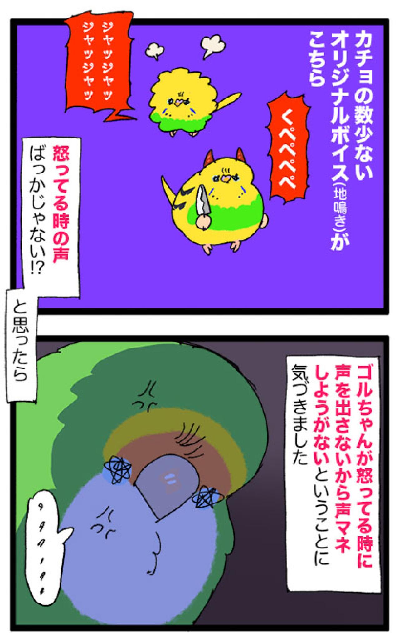かわいい鳴き声が失われていく…女帝コザクラリスペクトのセキセイインコ【鳥マンガ #192】（画像5）