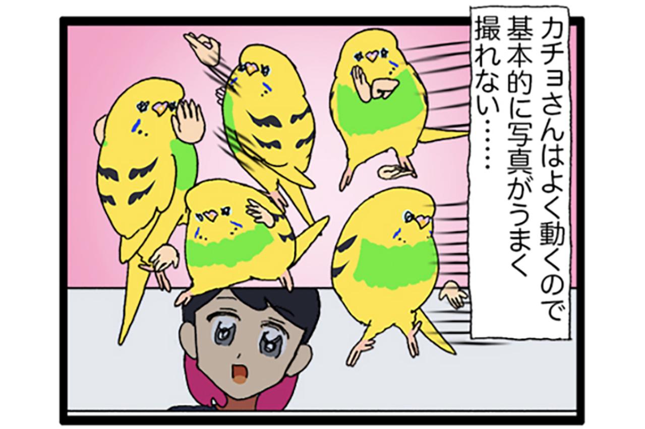 短いチャンス到来！セキセイインコのシャッターチャンスはいつ？【鳥マンガ #193】