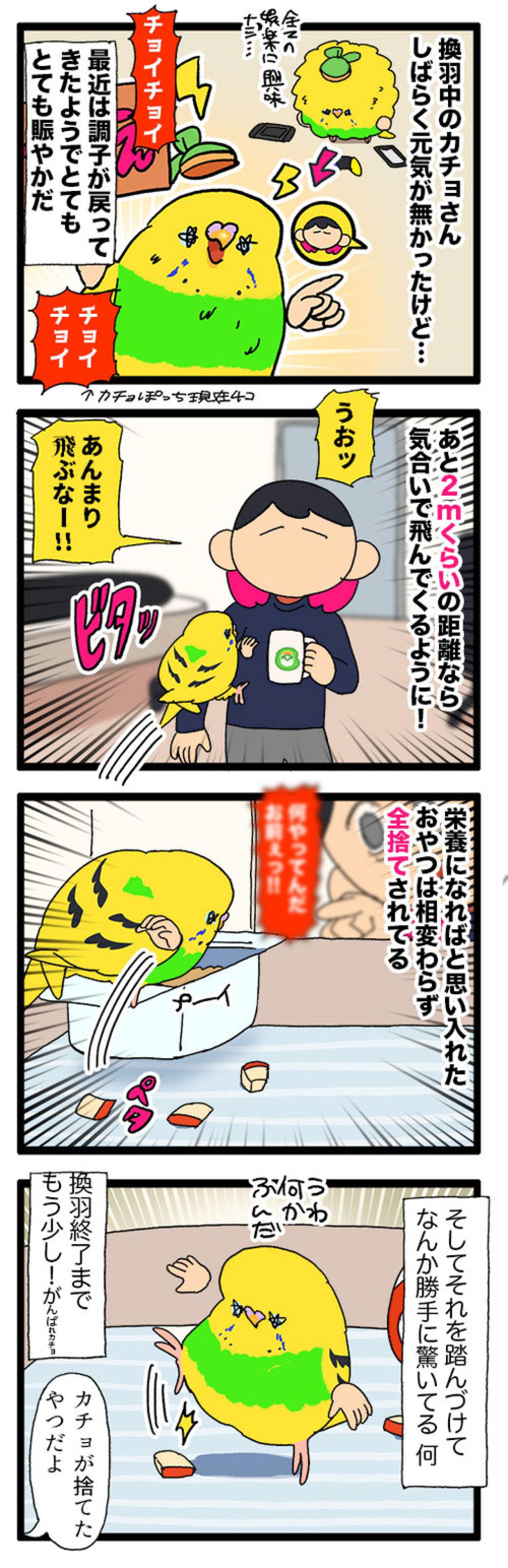 かわいい鳴き声が失われていく…女帝コザクラリスペクトのセキセイインコ【鳥マンガ #192】（画像6）