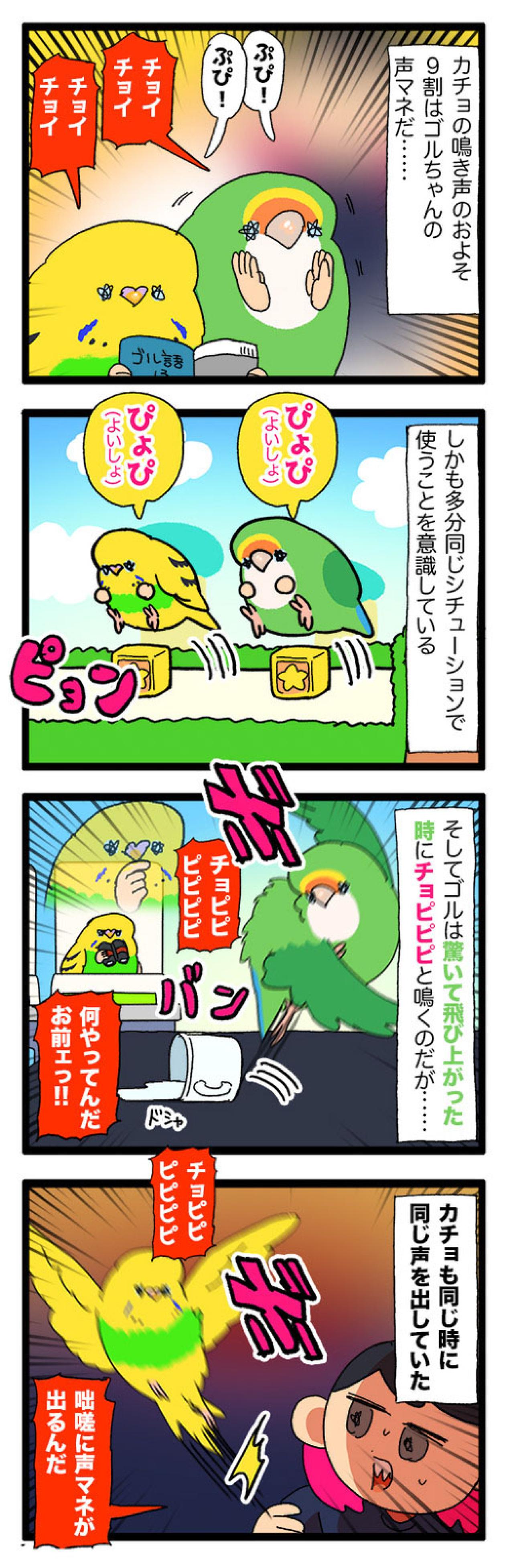 かわいい鳴き声が失われていく…女帝コザクラリスペクトのセキセイインコ【鳥マンガ #192】（画像4）