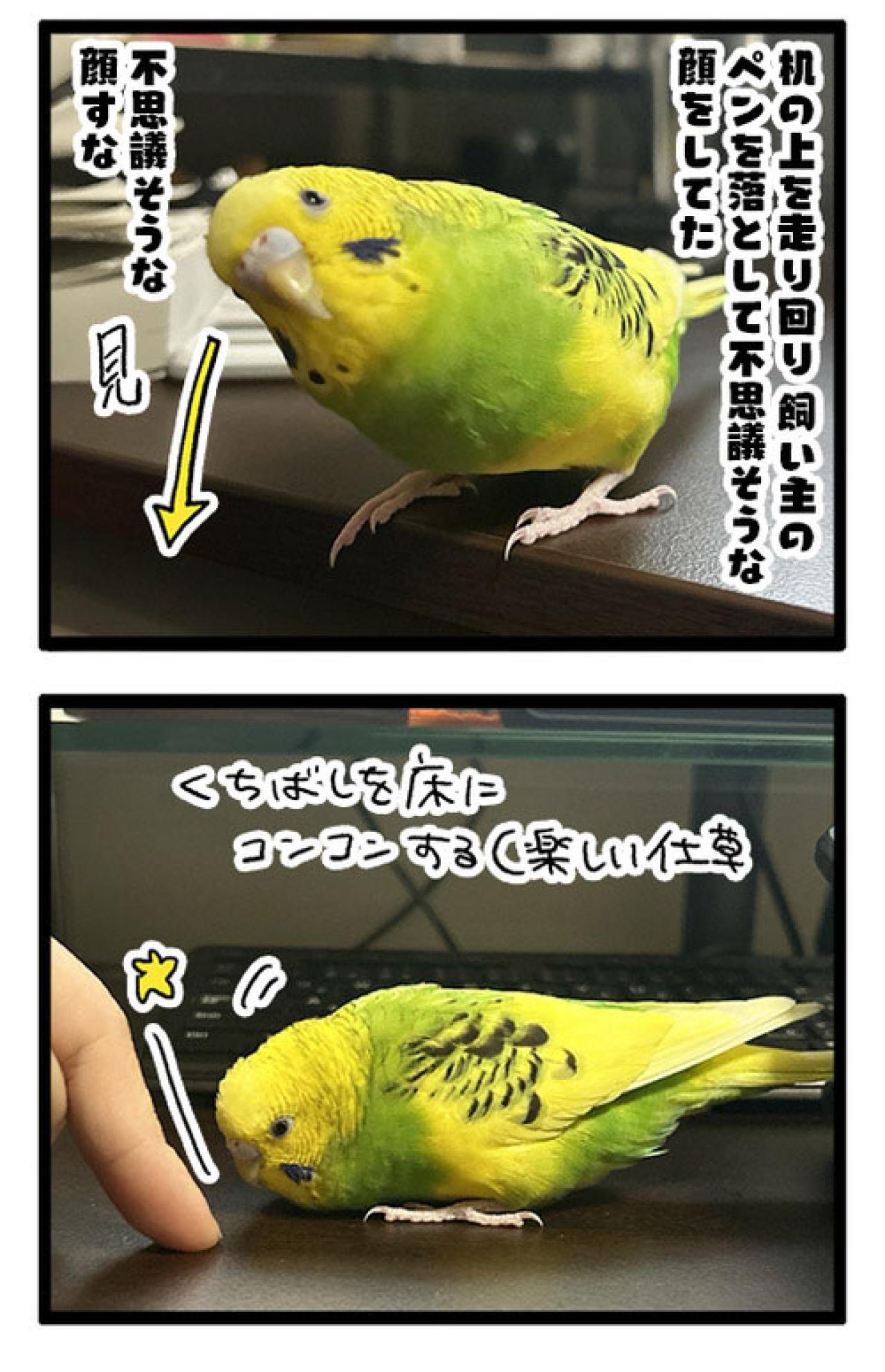 短いチャンス到来！セキセイインコのシャッターチャンスはいつ？【鳥マンガ #193】（画像5）