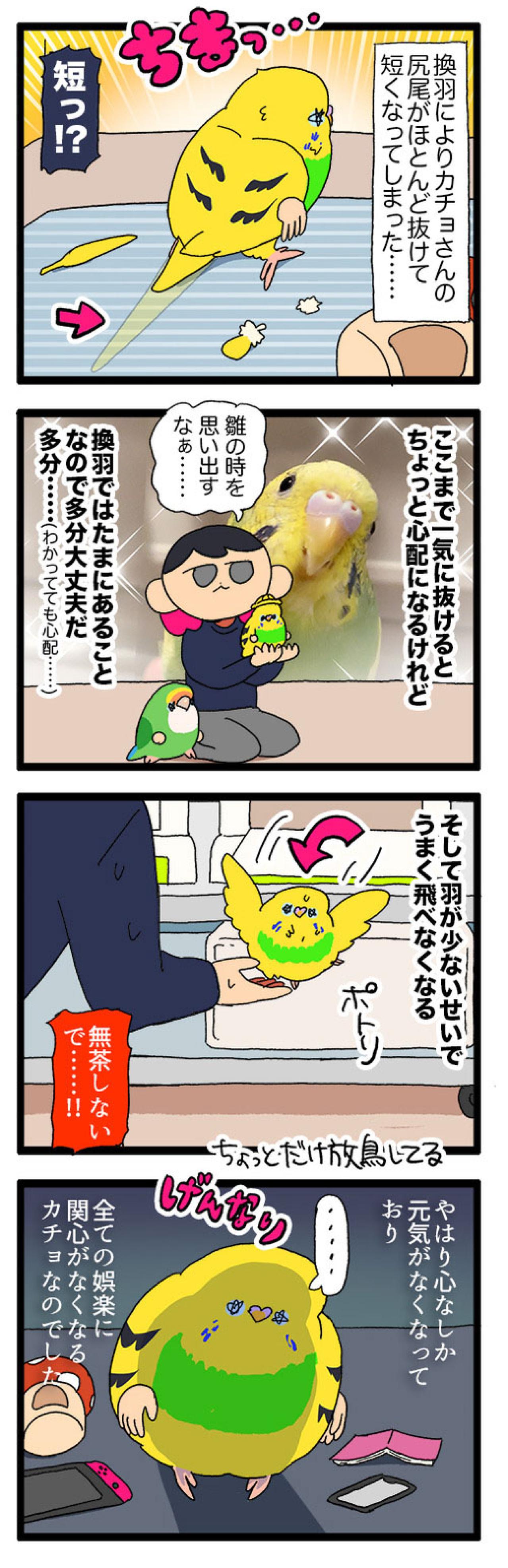 絶賛換羽中のセキセイインコ。カゴの外に出たがらないので飼い主は寂しい…【鳥マンガ #191】（画像5）