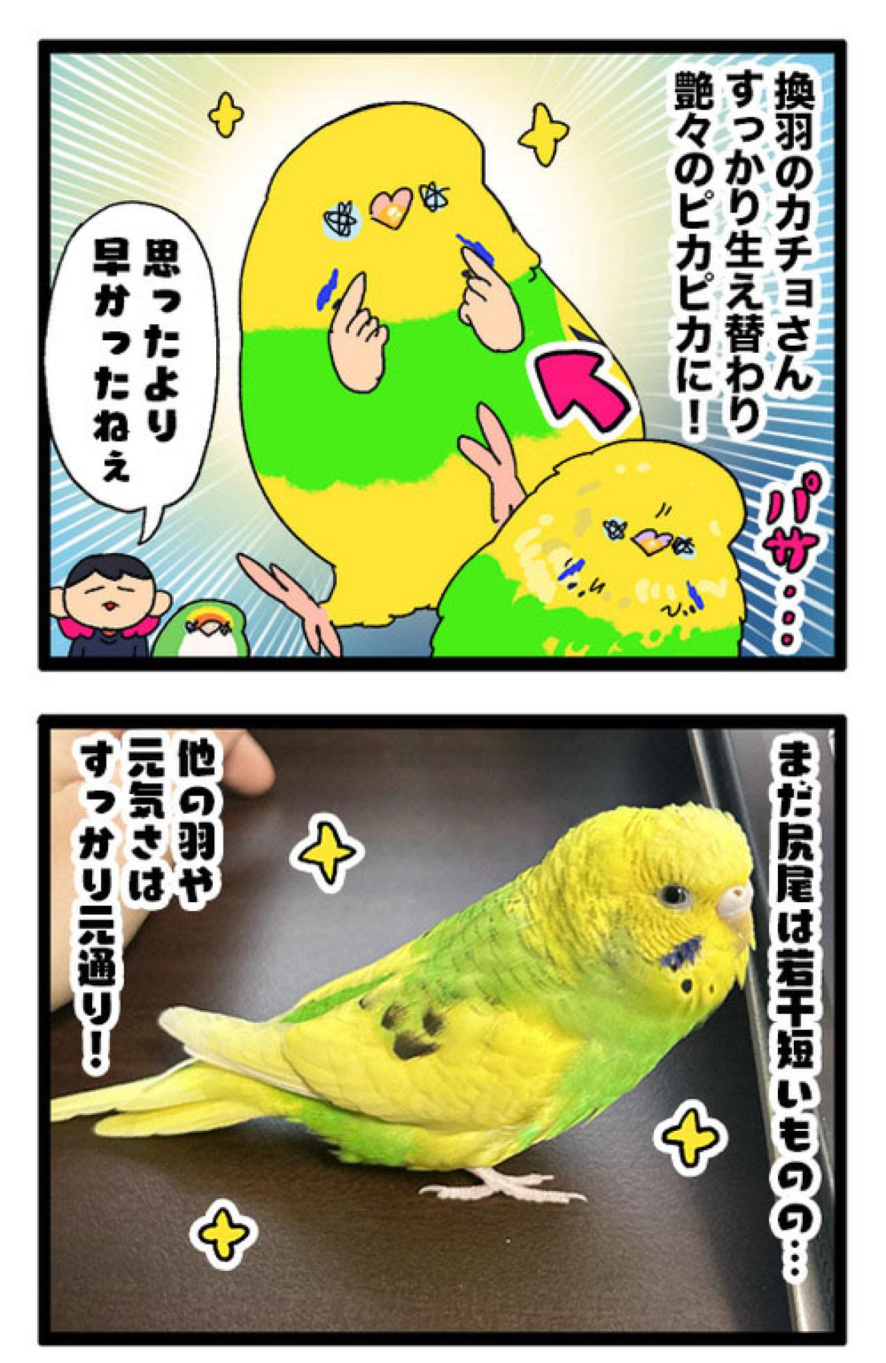短いチャンス到来！セキセイインコのシャッターチャンスはいつ？【鳥マンガ #193】（画像4）