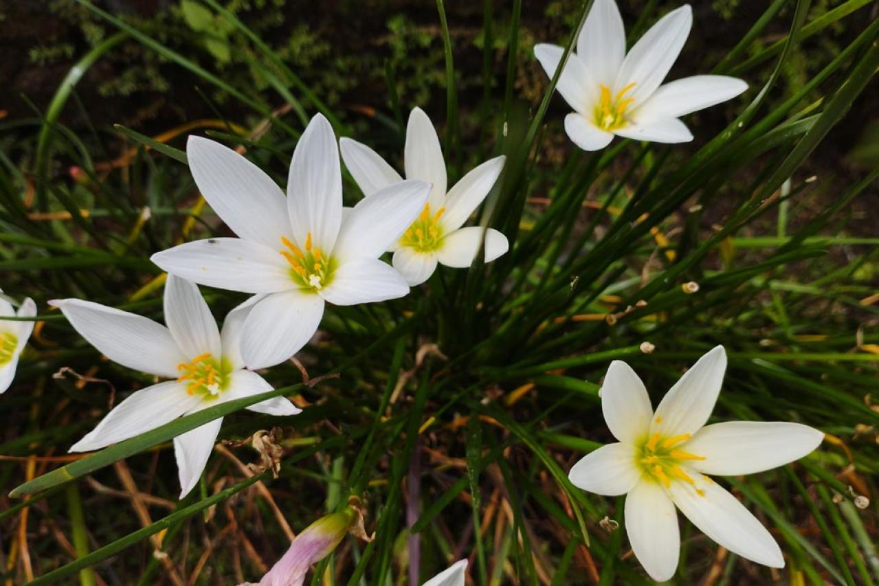 冬のうちに病害虫を撃退！庭と植物を守る簡単な対策法【ガーデニング】（画像2）