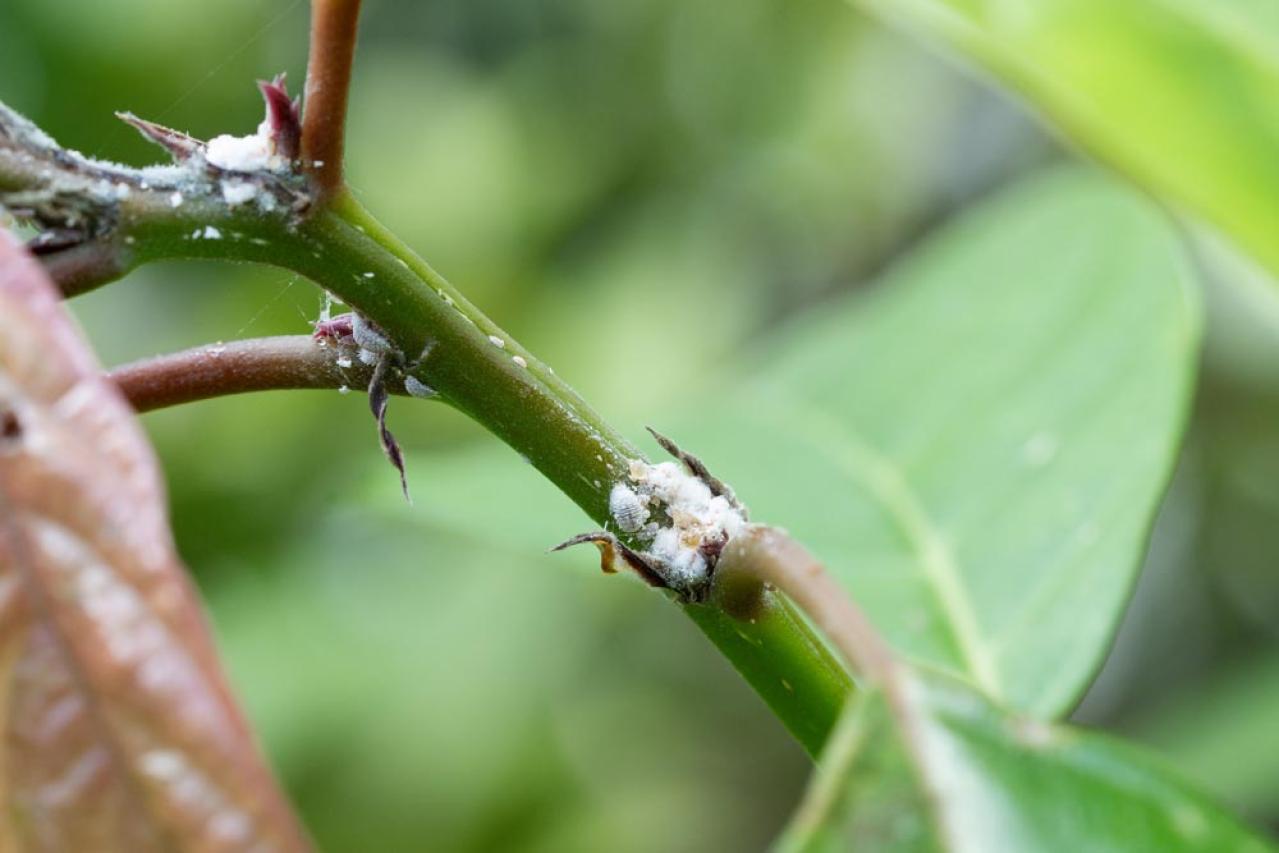 冬のうちに病害虫を撃退！庭と植物を守る簡単な対策法【ガーデニング】（画像6）
