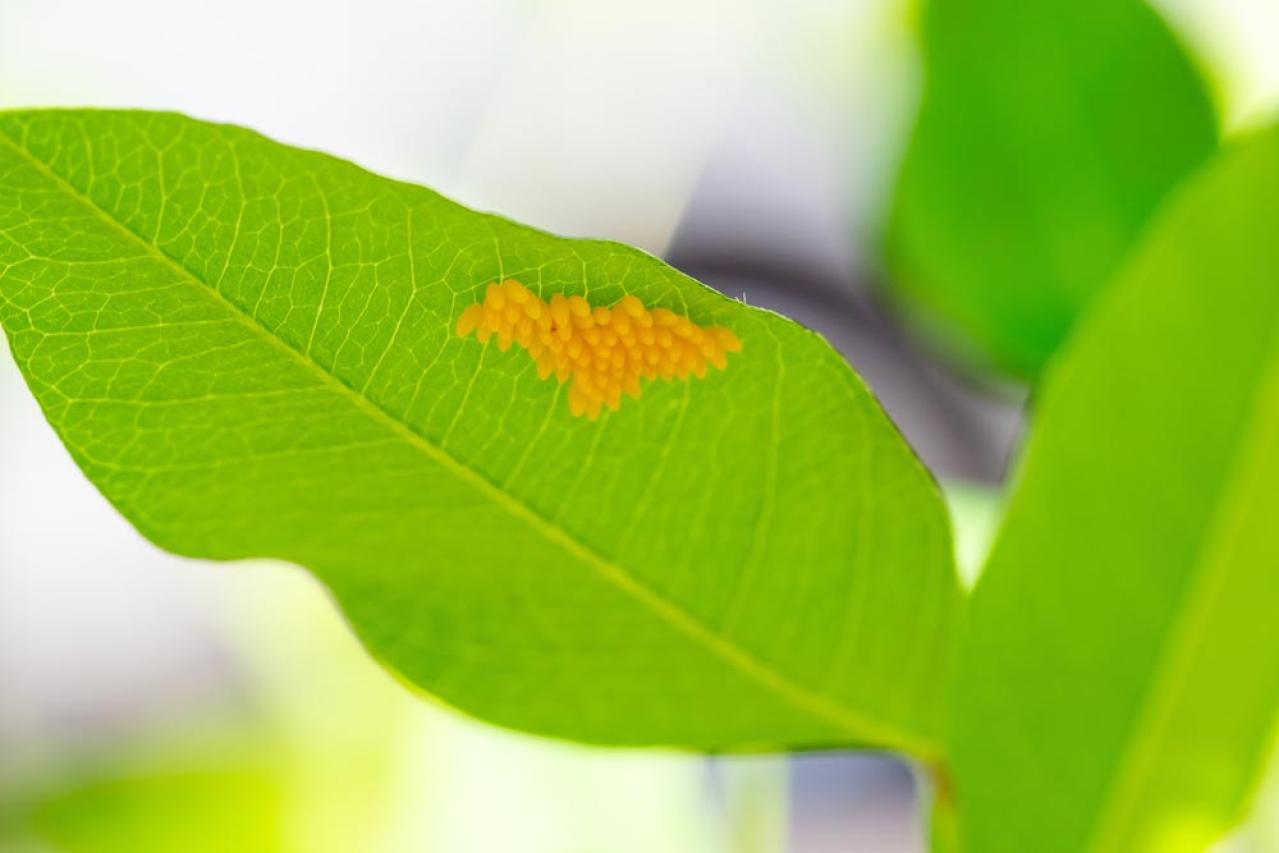 冬のうちに病害虫を撃退！庭と植物を守る簡単な対策法【ガーデニング】（画像9）
