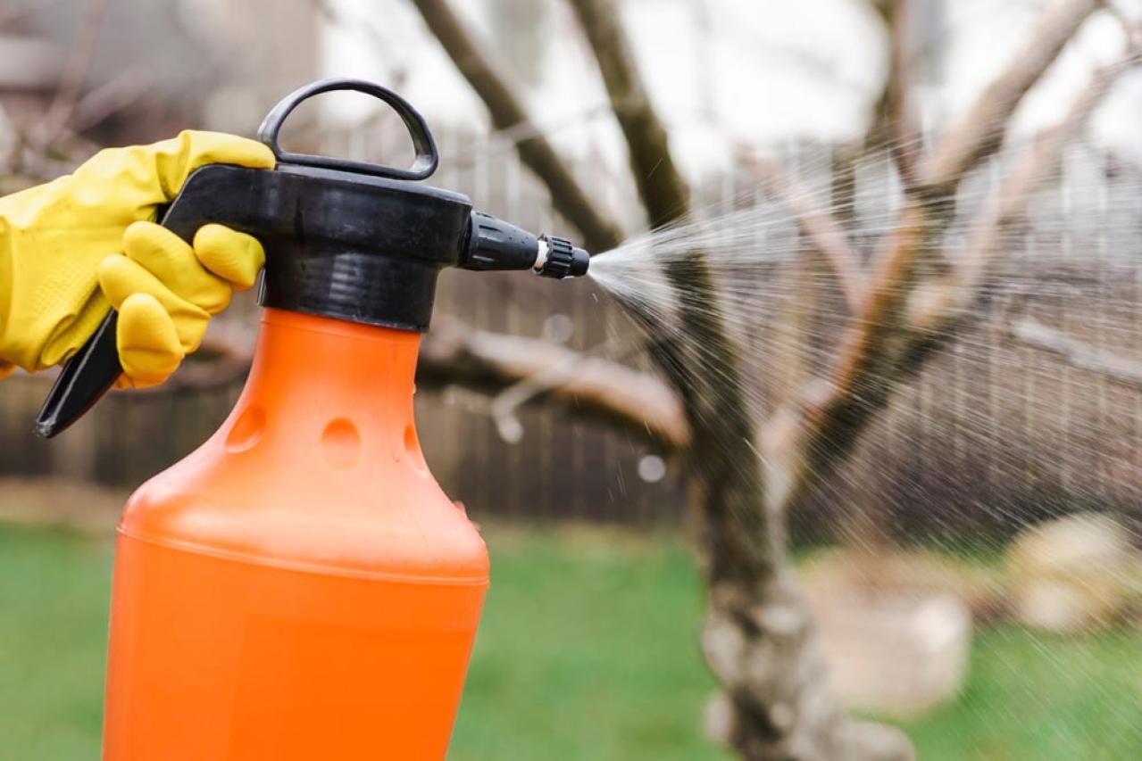 冬のうちに病害虫を撃退！庭と植物を守る簡単な対策法【ガーデニング】（画像11）