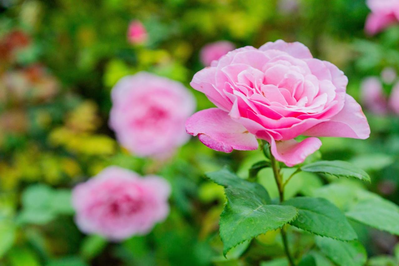 冬のうちに病害虫を撃退！庭と植物を守る簡単な対策法【ガーデニング】