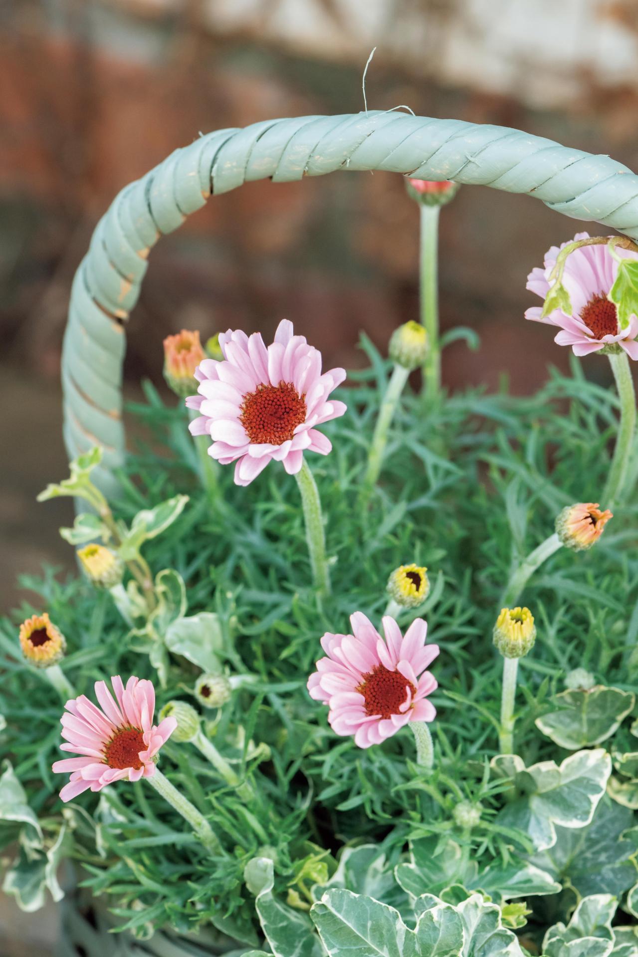フローラ黒田園芸【黒田健太郎さん流】オーバル＆ラウンド形バスケットの寄せ植え。2つセットで飾るのがポイント！（画像35）