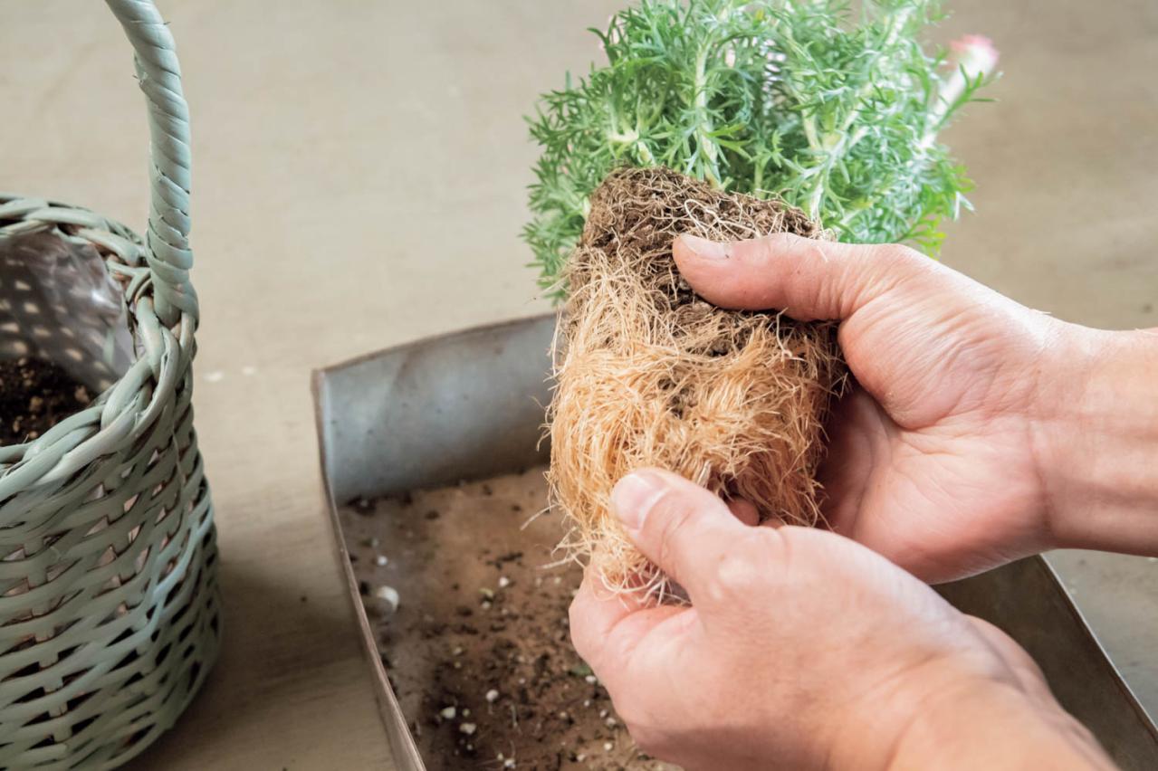 フローラ黒田園芸【黒田健太郎さん流】オーバル＆ラウンド形バスケットの寄せ植え。2つセットで飾るのがポイント！（画像28）