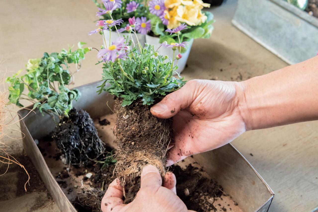 フローラ黒田園芸【黒田健太郎さん流】オーバル＆ラウンド形バスケットの寄せ植え。2つセットで飾るのがポイント！（画像14）