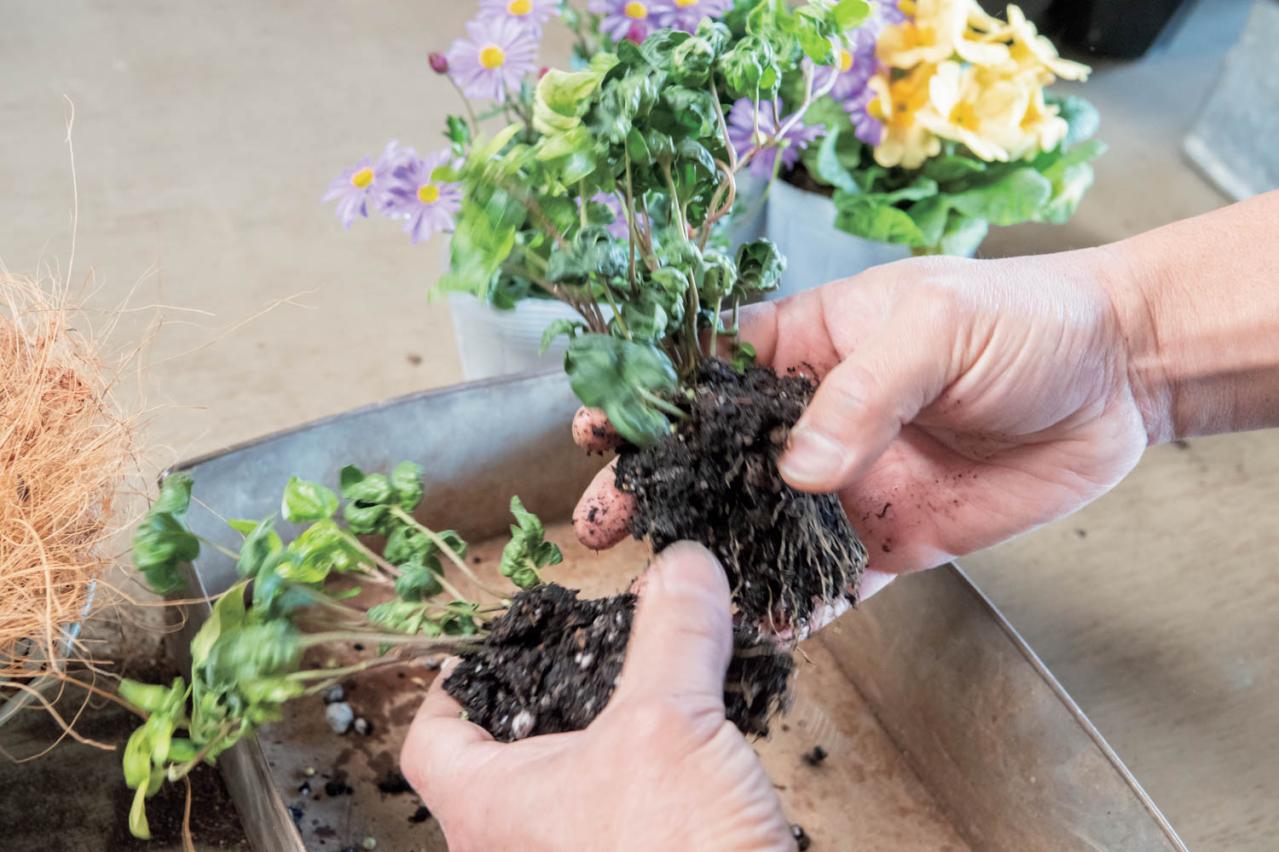 フローラ黒田園芸【黒田健太郎さん流】オーバル＆ラウンド形バスケットの寄せ植え。2つセットで飾るのがポイント！（画像12）