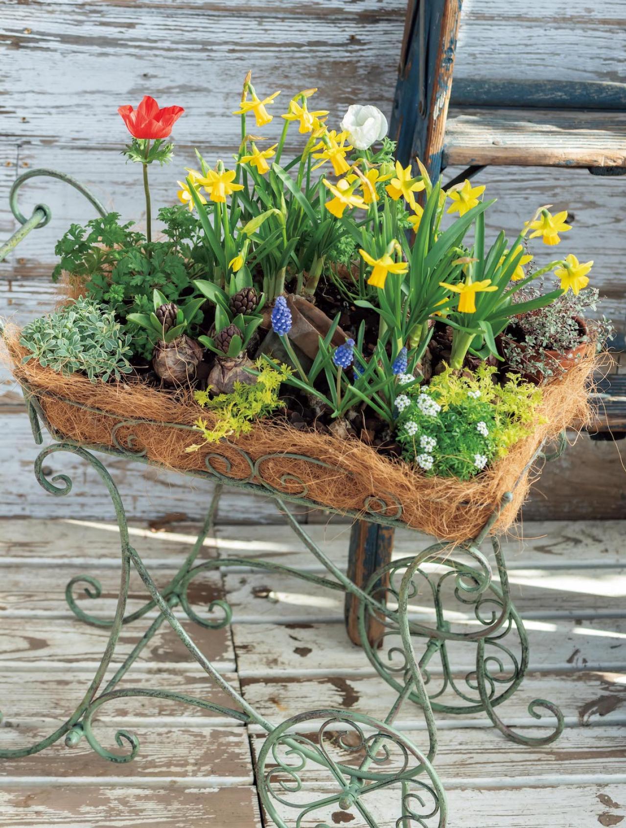 アイアン製の雑貨に花を植えたらこんなに素敵！ フローラ黒田園芸【黒田健太郎さん】の冬の華やぎ寄せ植え（画像10）