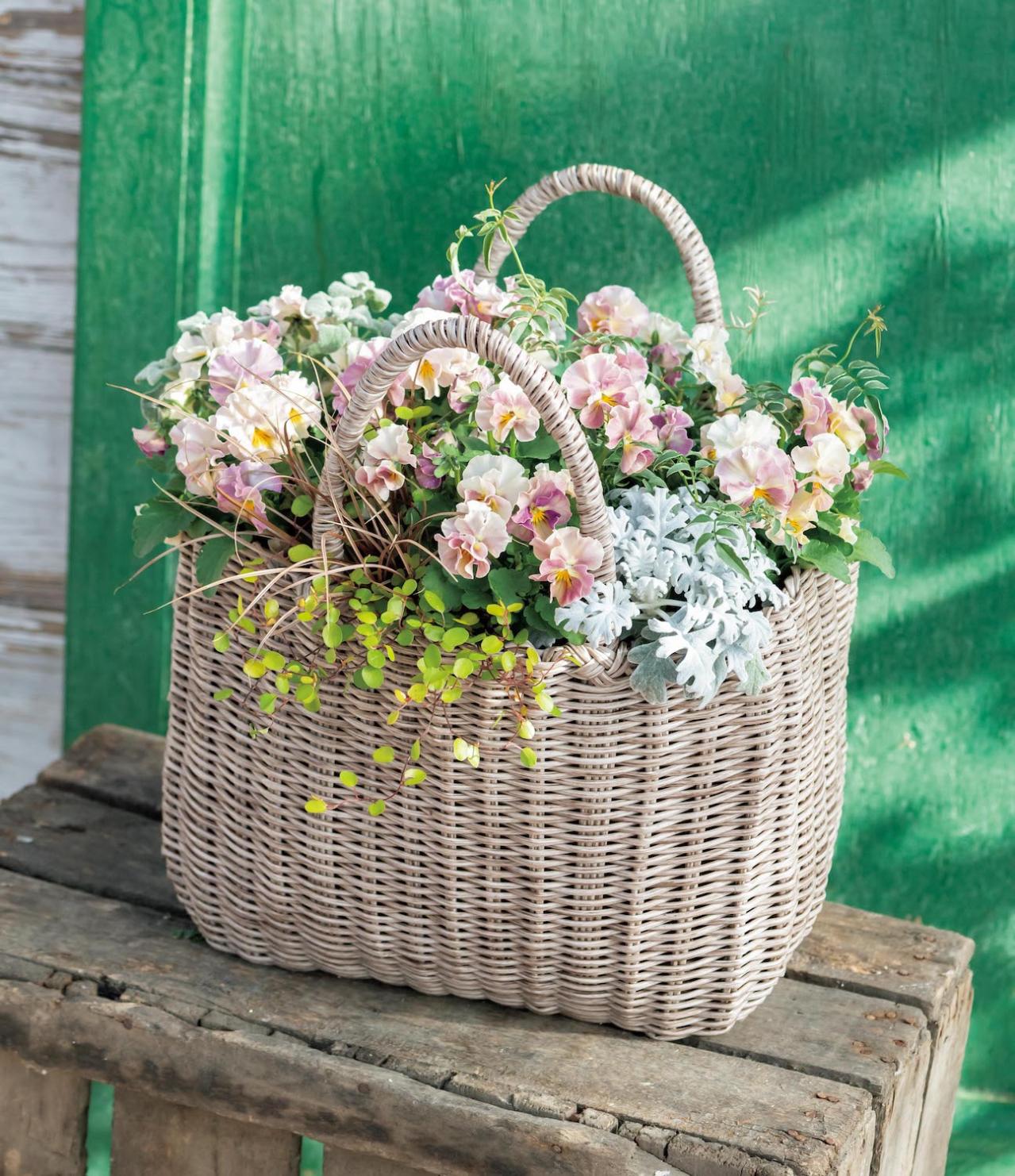 フローラ黒田園芸【黒田健太郎さん】の冬の寄せ植えアイディア。バスケット、ジョウロを使って遊び心をプラス！（画像2）