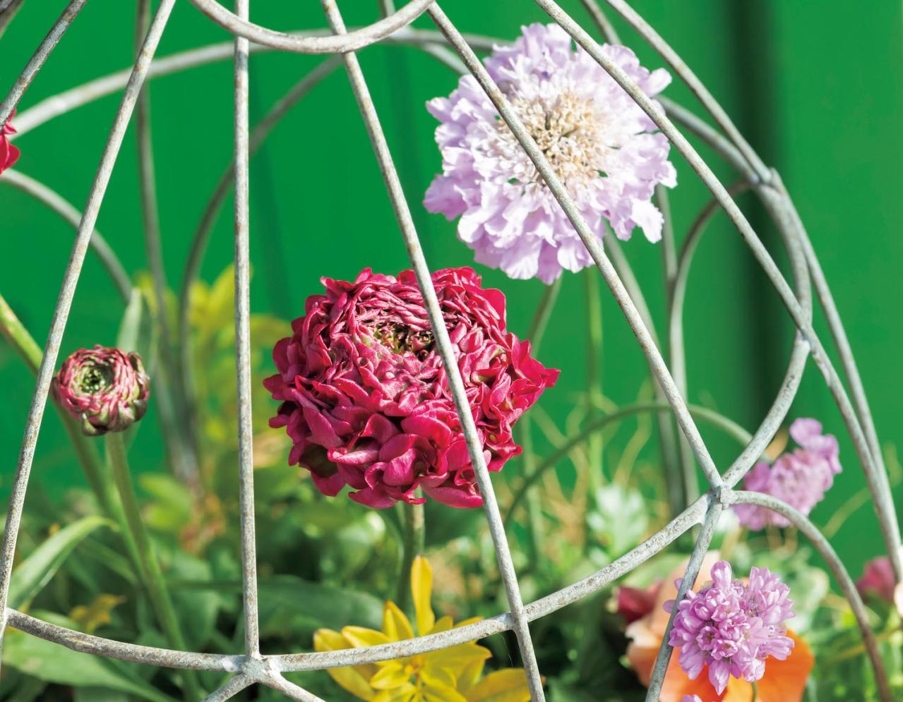 アイアン製の雑貨に花を植えたらこんなに素敵！ フローラ黒田園芸【黒田健太郎さん】の冬の華やぎ寄せ植え（画像9）