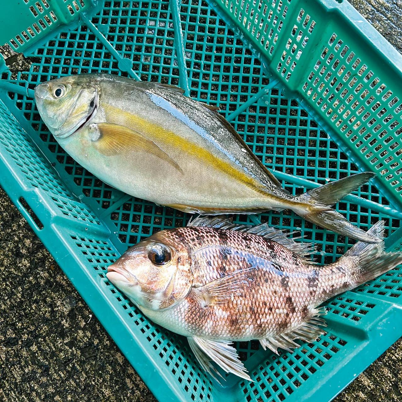 60〜70代の本音。私たちは「肉派」or「魚派」？ 懐かしい給食の話も（画像6）