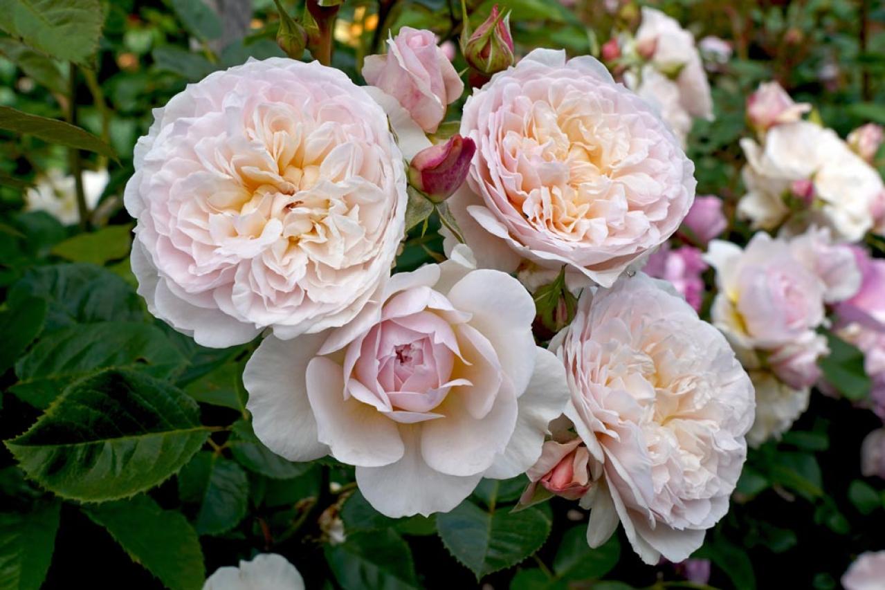 初心者必見！バラの冬剪定で失敗しない方法とは？簡単ステップで5月に咲く美しい花を育てよう【ガーデニング】（画像3）