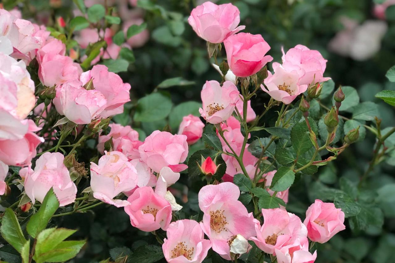 初心者必見！バラの冬剪定で失敗しない方法とは？簡単ステップで5月に咲く美しい花を育てよう【ガーデニング】（画像6）