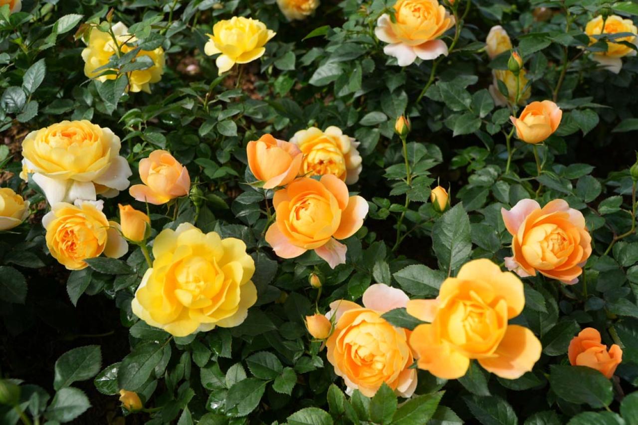 初心者必見！バラの冬剪定で失敗しない方法とは？簡単ステップで5月に咲く美しい花を育てよう【ガーデニング】（画像2）