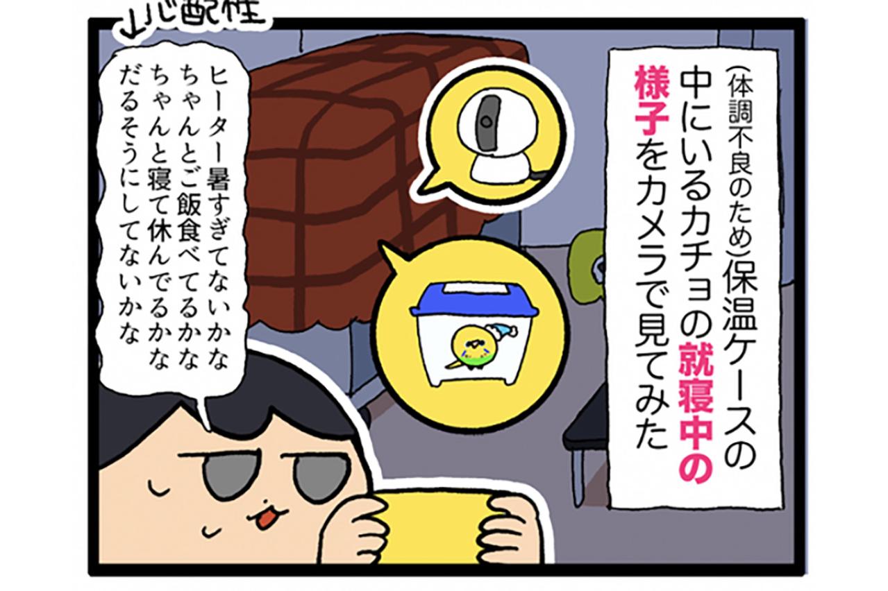 カチョが消えた！？姿を消したセキセイインコはどこにいたのか？【鳥マンガ #196】