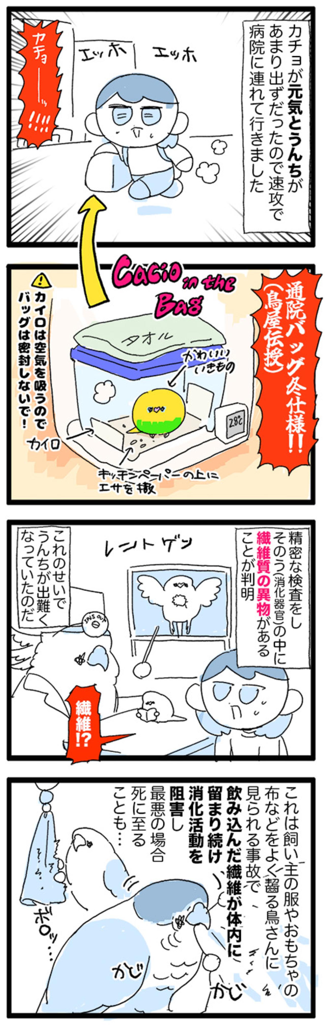カチョが消えた！？姿を消したセキセイインコはどこにいたのか？【鳥マンガ #196】（画像5）