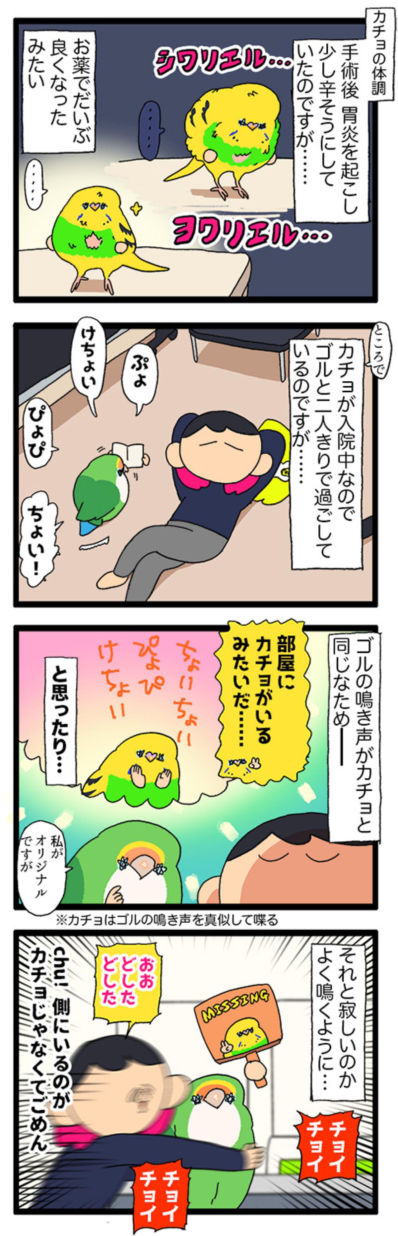 カチョ入院中。ゴルちゃんの鳴き声を聞きながら寂しさに耐えた日々…【鳥マンガ #197】（画像5）
