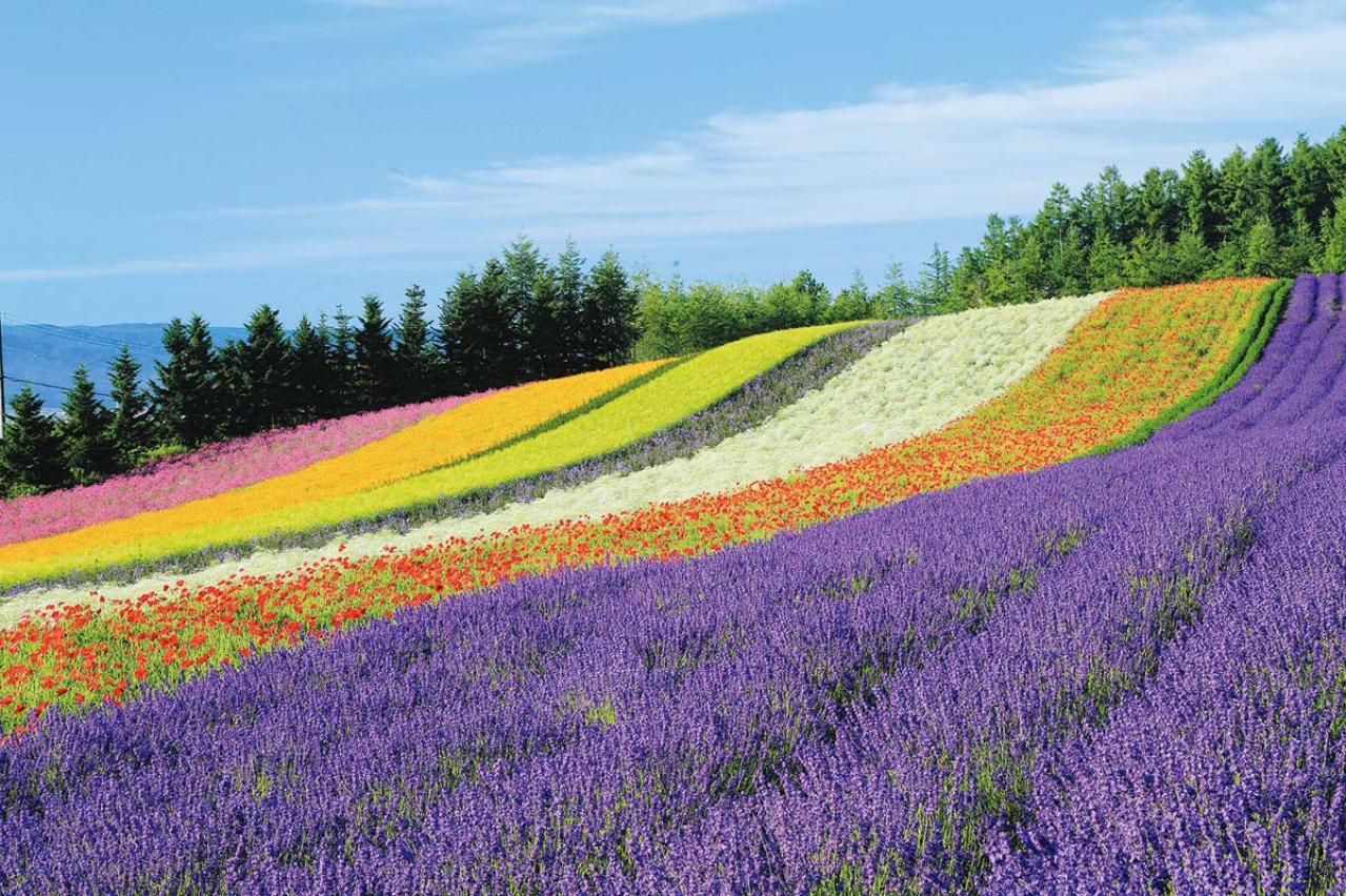 百花繚乱【花を愛でるひとり旅】「クラブツーリズム×ゆうゆうコラボ企画」女性限定参加者募集！（画像3）