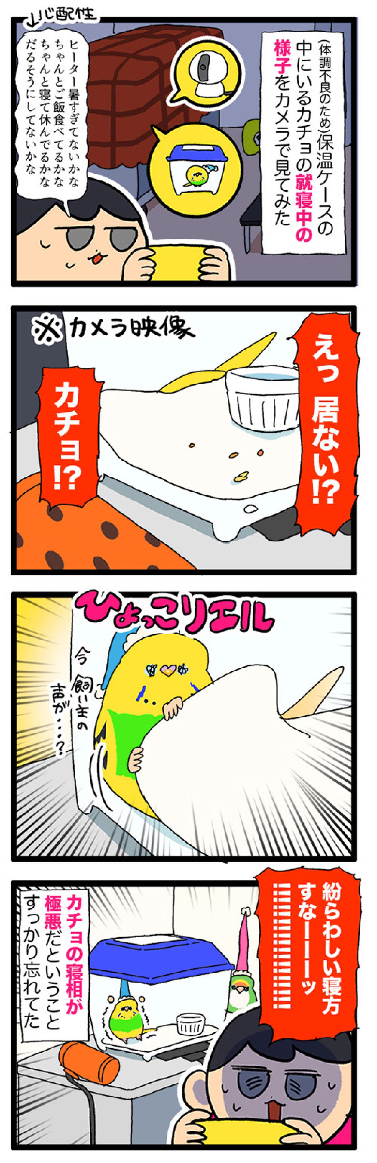 カチョが消えた！？姿を消したセキセイインコはどこにいたのか？【鳥マンガ #196】（画像4）
