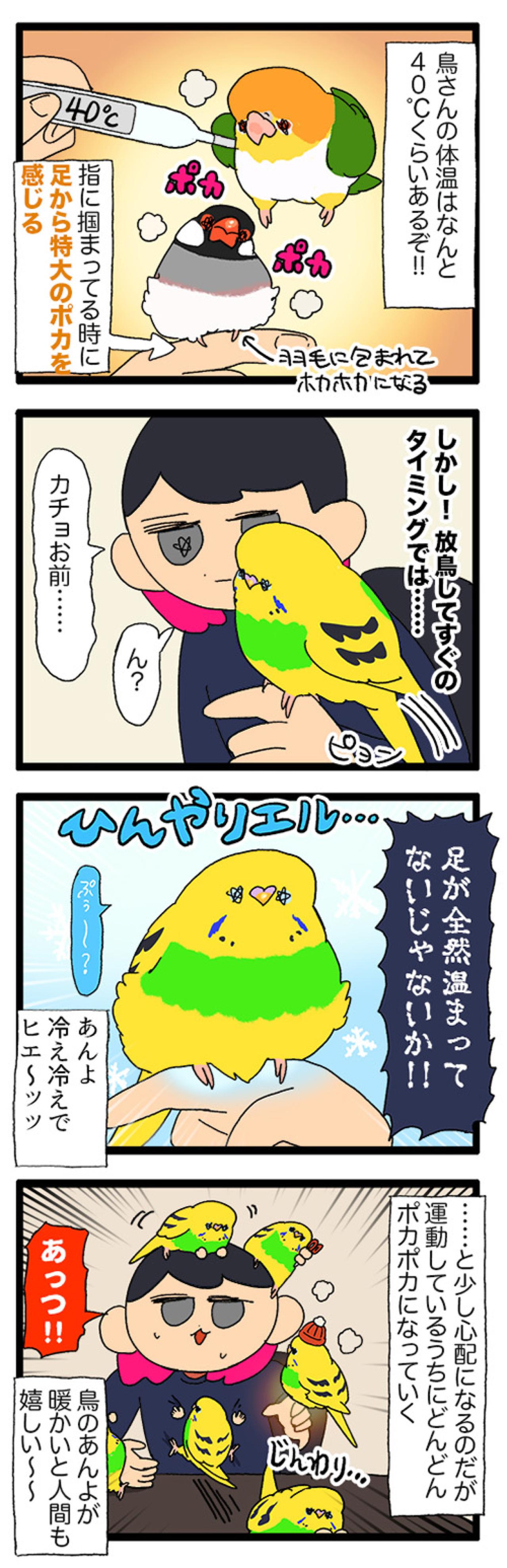 飼い主のおやつに敏感すぎるセキセイインコ・カチョ【鳥マンガ #194】（画像4）