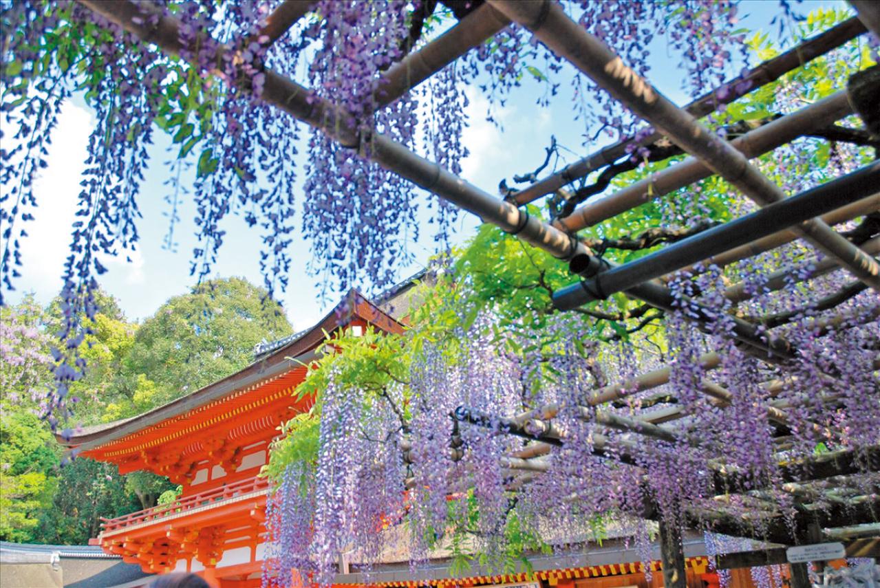 百花繚乱【花を愛でるひとり旅】「クラブツーリズム×ゆうゆうコラボ企画」女性限定参加者募集！（画像8）