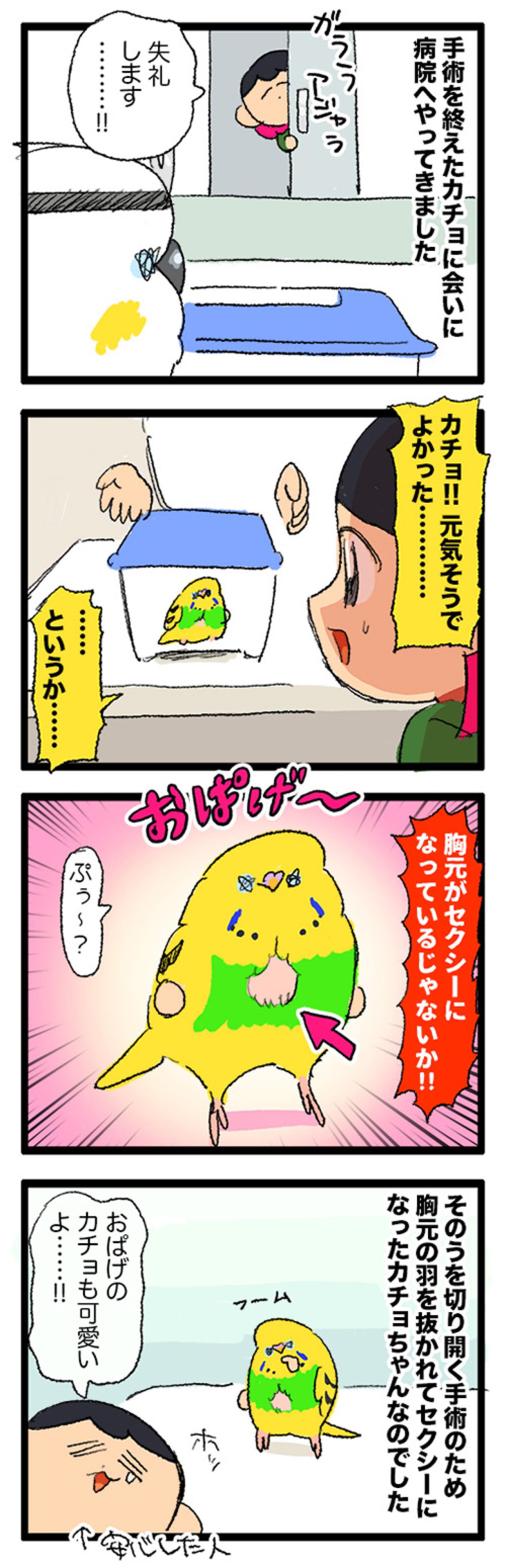 カチョ入院中。ゴルちゃんの鳴き声を聞きながら寂しさに耐えた日々…【鳥マンガ #197】（画像4）