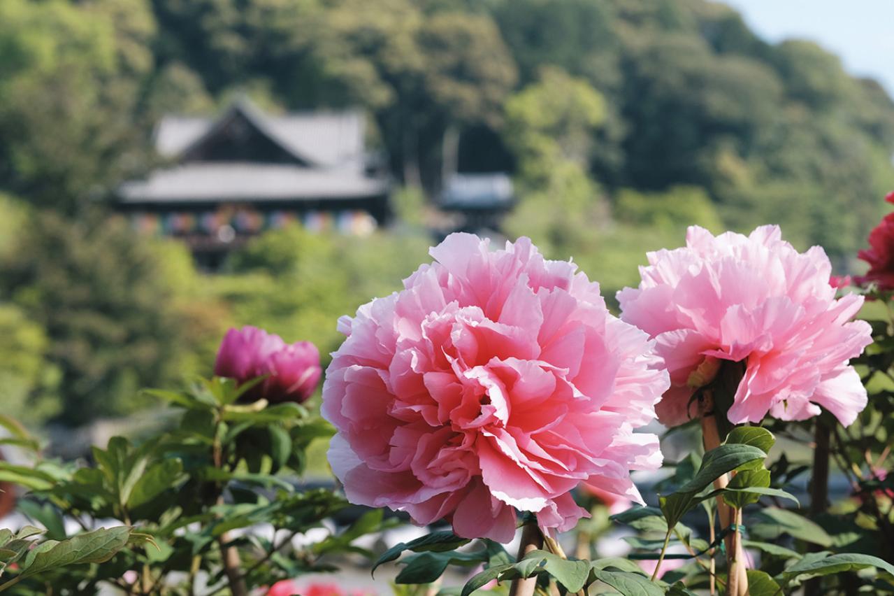 百花繚乱【花を愛でるひとり旅】「クラブツーリズム×ゆうゆうコラボ企画」女性限定参加者募集！（画像9）