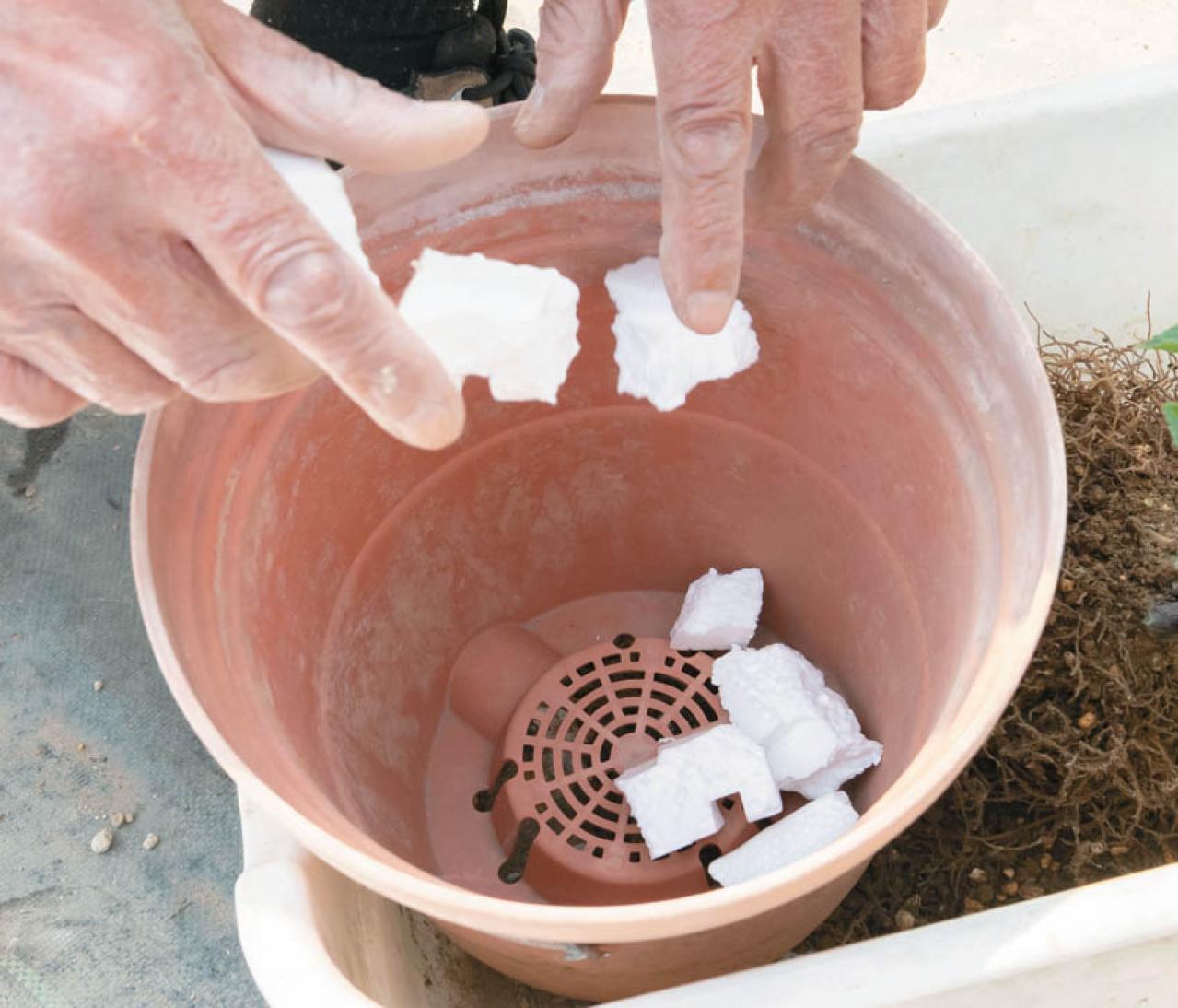 【クリスマスローズQ&A】初心者には地植えと鉢植え、どちらがおすすめ？ 原種系とハイブリッド種、どちらが育てやすい？（画像6）