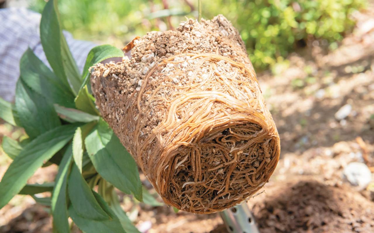 【クリスマスローズQ&A】初心者には地植えと鉢植え、どちらがおすすめ？ 原種系とハイブリッド種、どちらが育てやすい？（画像8）