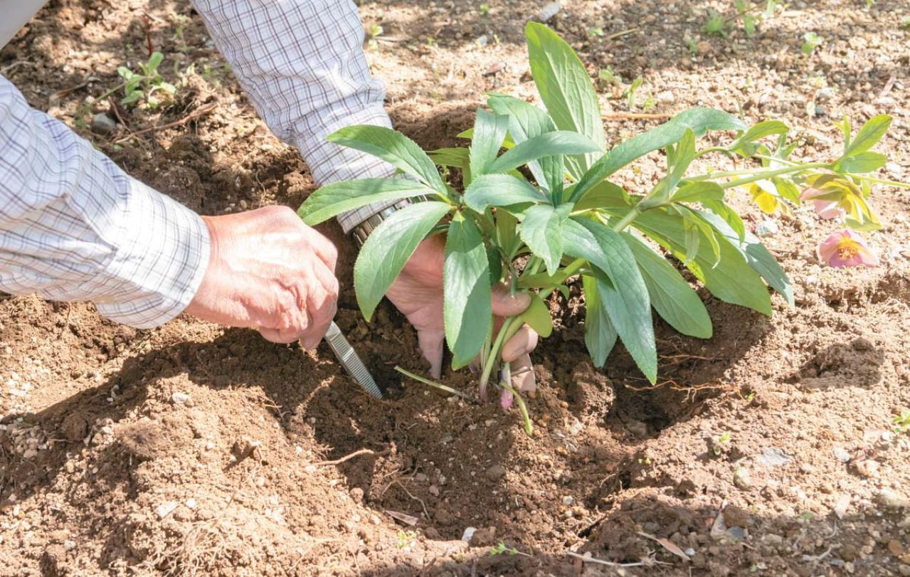 管理が楽！【クリスマスローズ】の開花株を地植えにするプロセスを大公開（画像15）