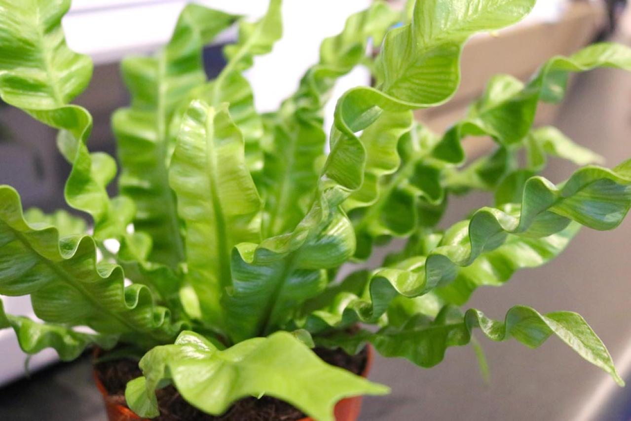 インテリアにも人気！美しいシダ植物［8選］と失敗しないケア方法【ガーデニング】（画像10）