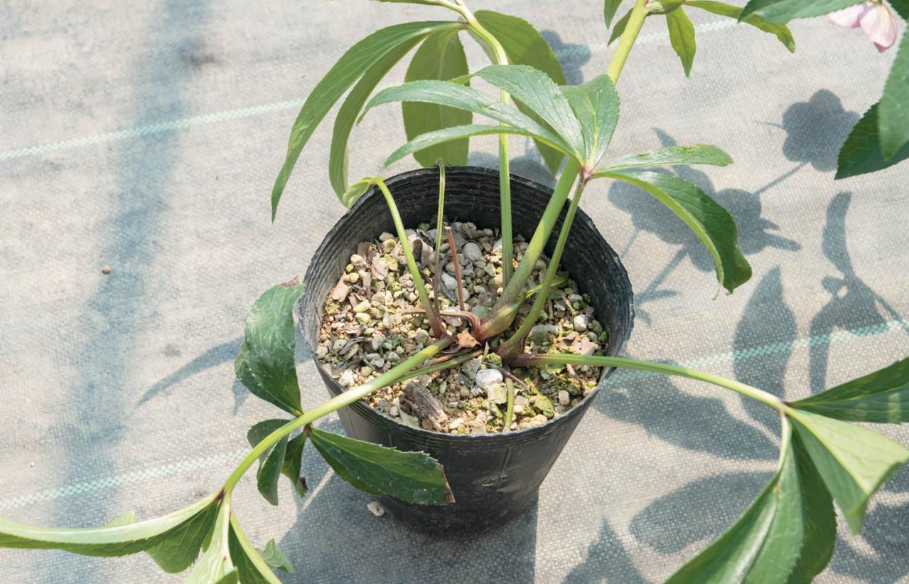 管理が楽！【クリスマスローズ】の開花株を地植えにするプロセスを大公開（画像2）