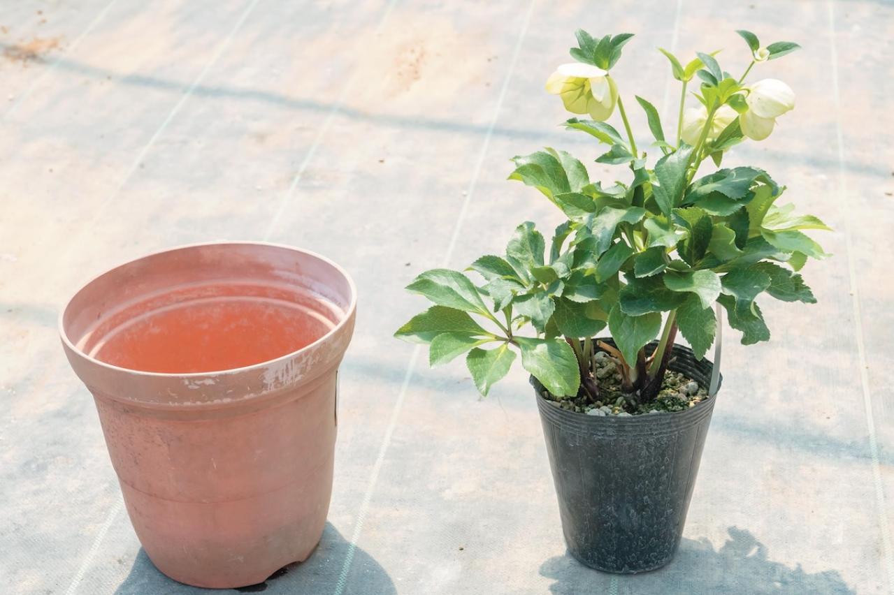 狭いスペースでもOK！ 鉢植えで育てる【クリスマスローズ】。開花株の植えつけ方は？