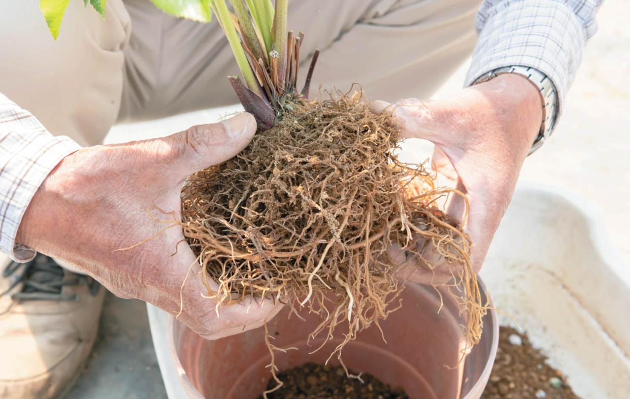 狭いスペースでもOK！ 鉢植えで育てる【クリスマスローズ】。開花株の植えつけ方は？（画像14）
