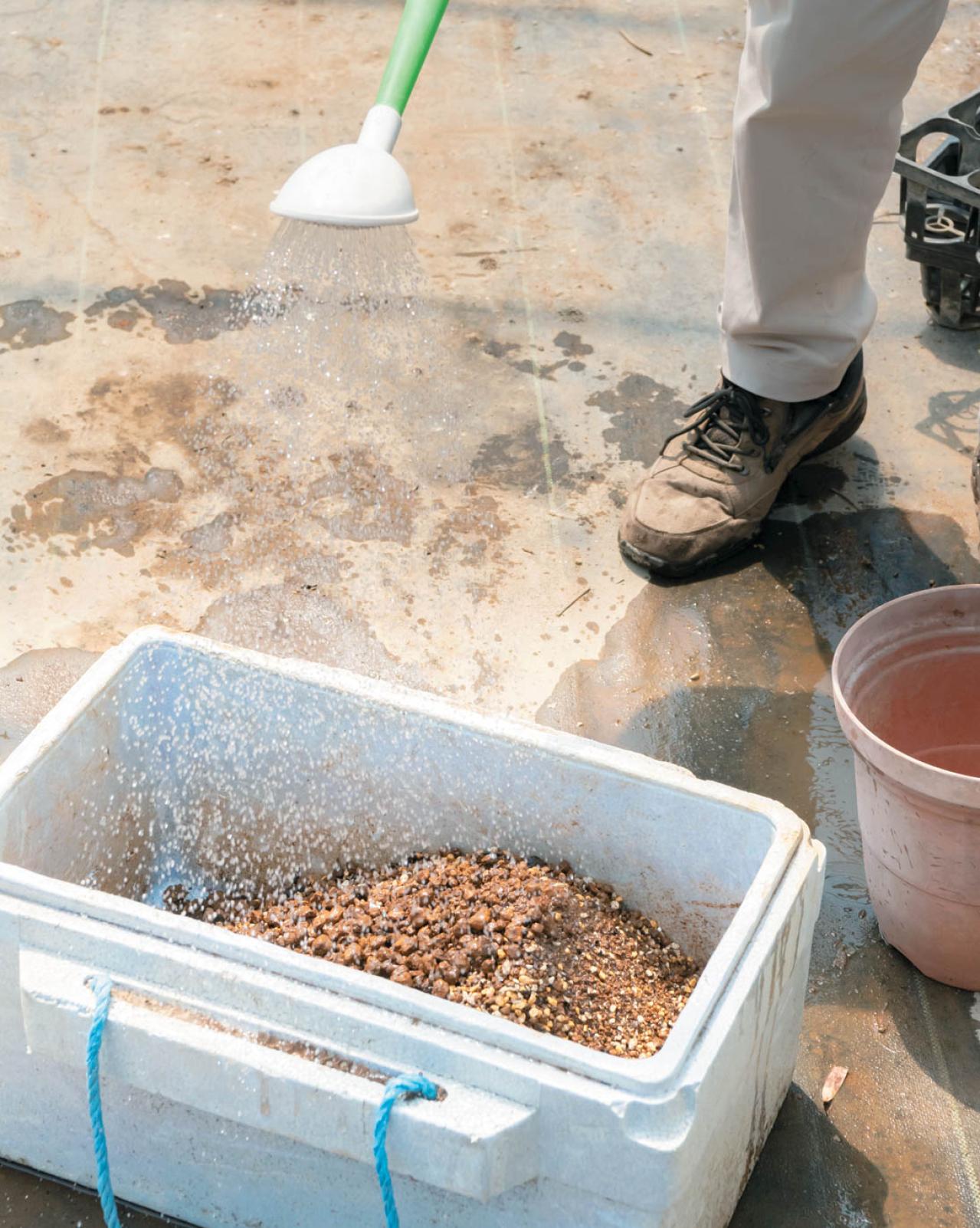 狭いスペースでもOK！ 鉢植えで育てる【クリスマスローズ】。開花株の植えつけ方は？（画像4）