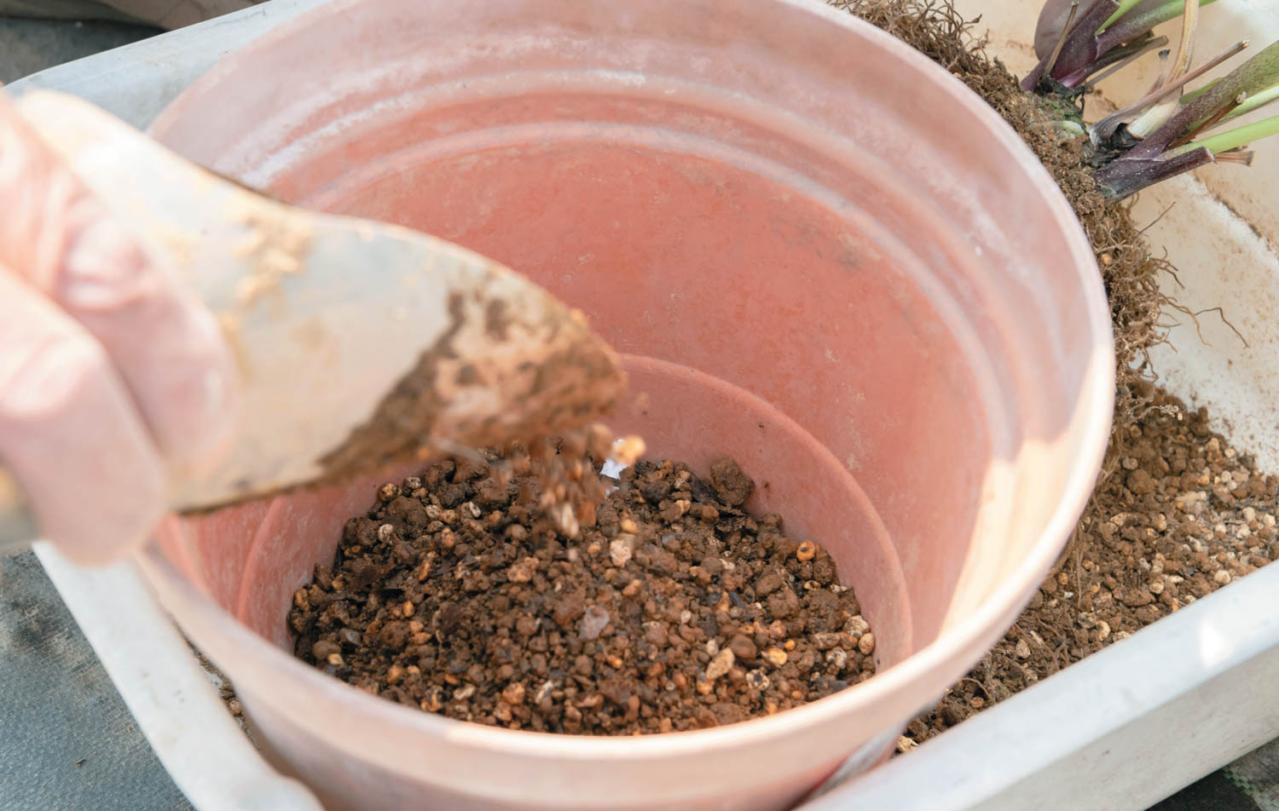 狭いスペースでもOK！ 鉢植えで育てる【クリスマスローズ】。開花株の植えつけ方は？（画像13）