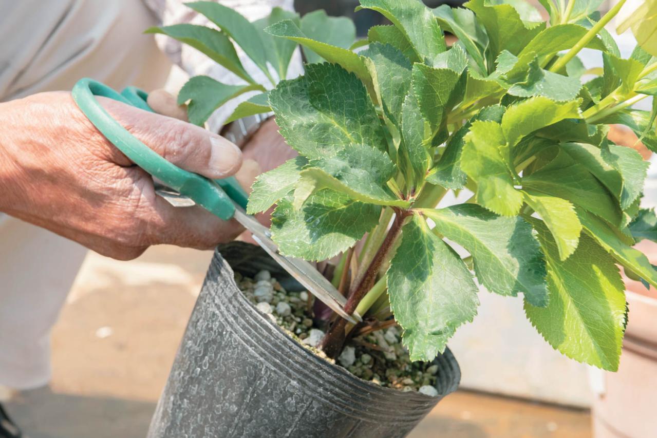 狭いスペースでもOK！ 鉢植えで育てる【クリスマスローズ】。開花株の植えつけ方は？（画像7）