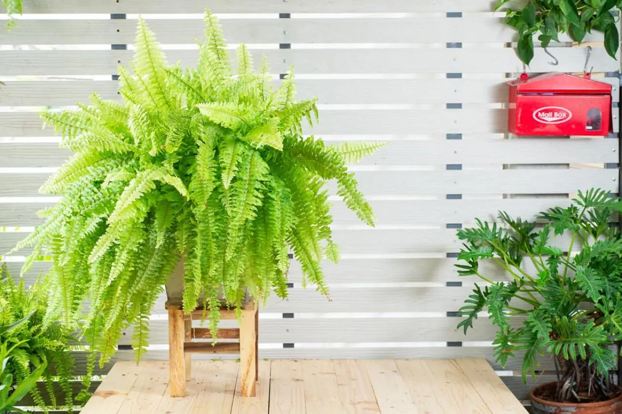 インテリアにも人気！美しいシダ植物［8選］と失敗しないケア方法
