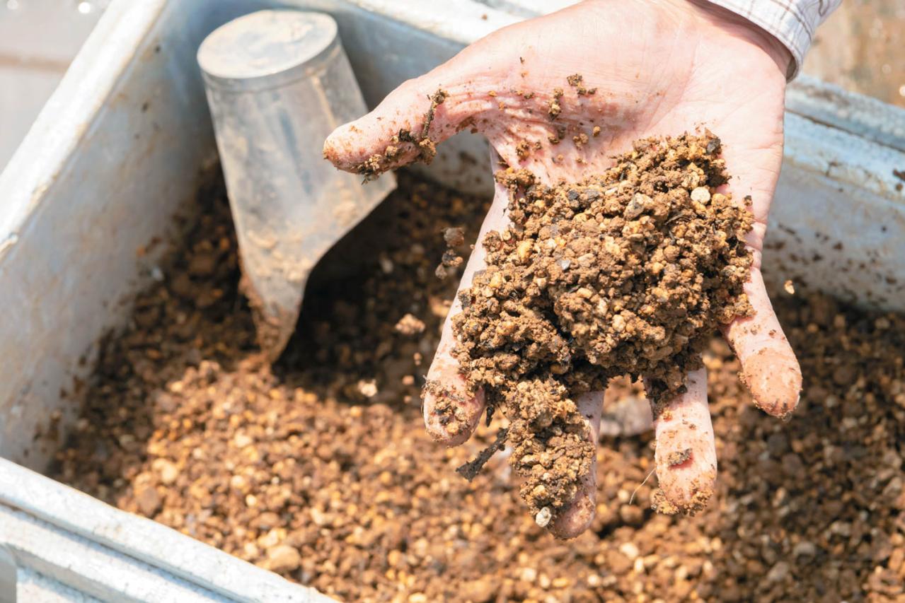 狭いスペースでもOK！ 鉢植えで育てる【クリスマスローズ】。開花株の植えつけ方は？（画像6）