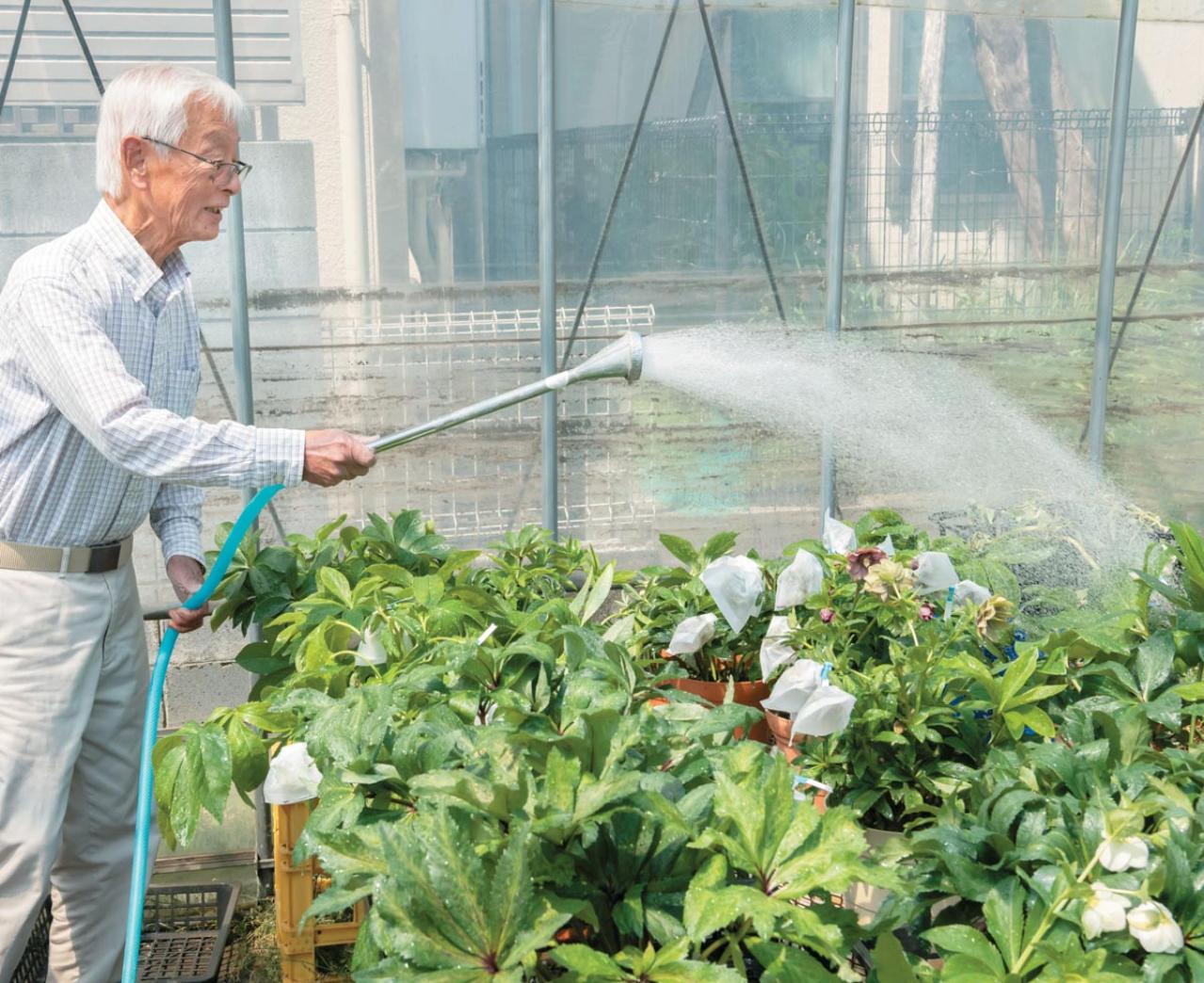 翌年以降も花を咲かせるために必見！【クリスマスローズ】植えつけ後の管理のポイント（画像3）