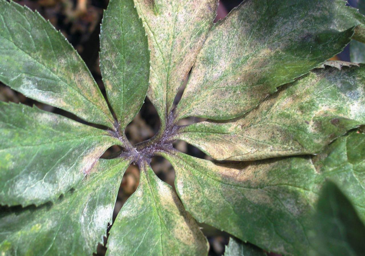 翌年以降も花を咲かせるために必見！【クリスマスローズ】植えつけ後の管理のポイント（画像12）